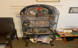 Conures birds for sale: Young hen conure plus v large cage   - Image 5