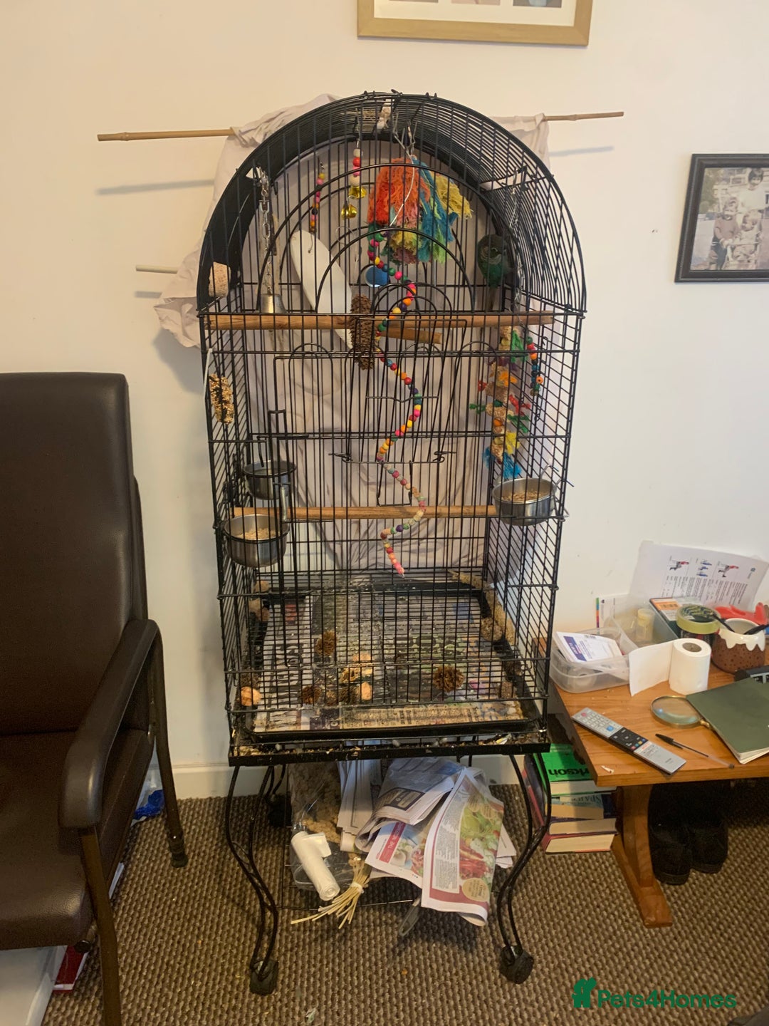 Conures birds for sale: Young hen conure plus v large cage   - Image 5