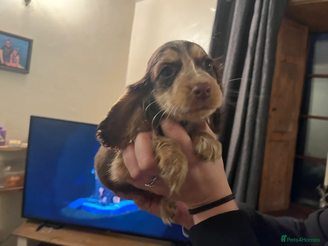 Cocker Spaniel dogs for sale: Cocker spaniel puppies in Llanfyllin - Advert 1