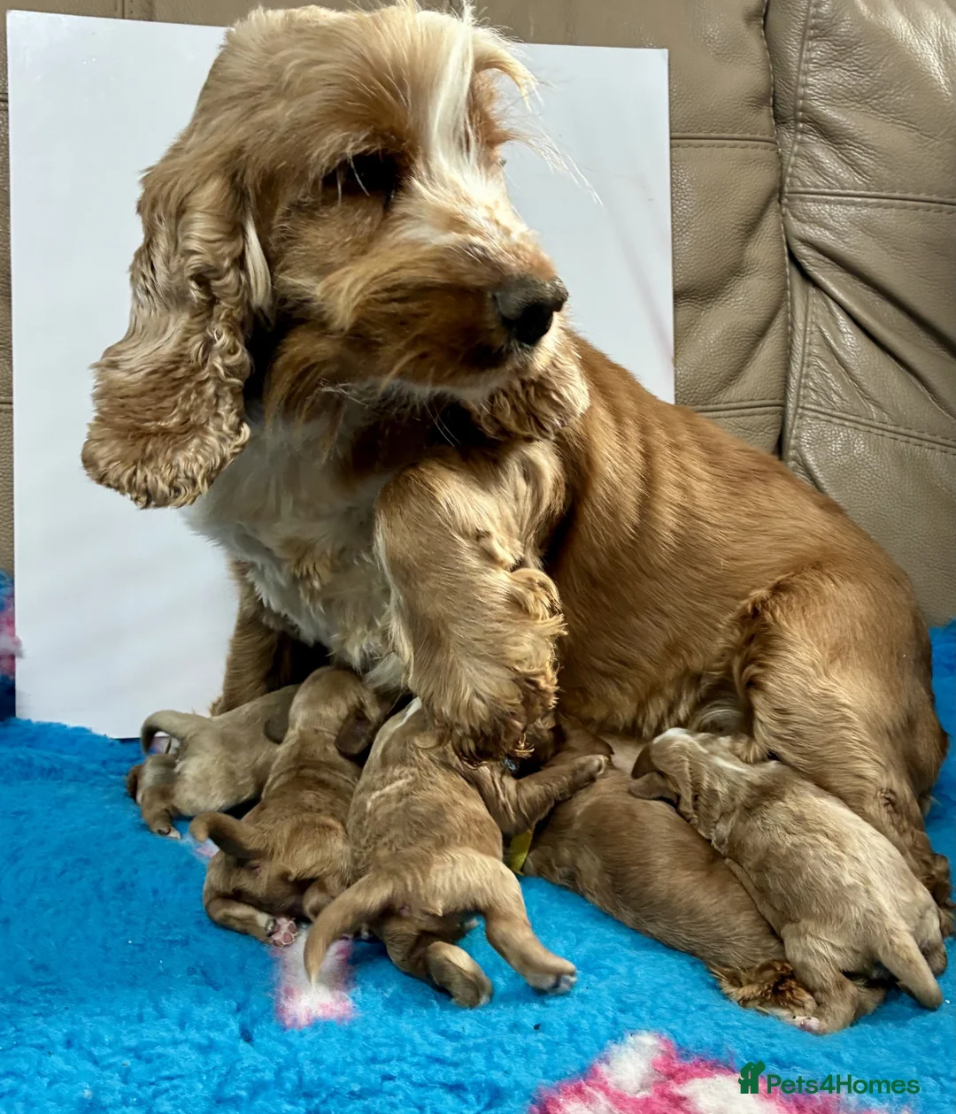 Cockapoo dogs for sale: 🌟 Stunning F1 Cockapoo puppies 🌟 - Advert 1