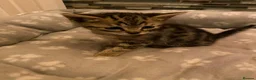 Mixed Breed cats for sale: Two beautiful kittens - Advert 13