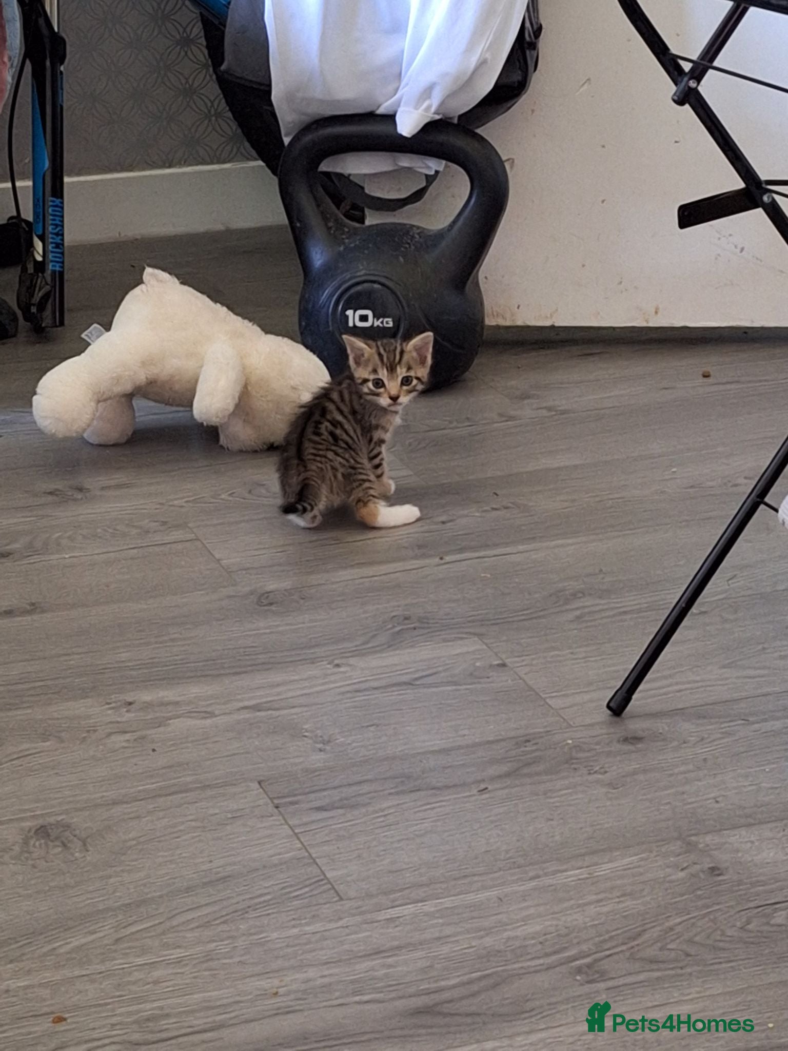 Mixed Breed cats 1 left READY NOW 💓 female  - Advert 14