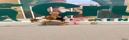 Miniature Dachshund dogs for sale: Beautiful cream mini longs, IVDD Screened parents  - Advert 8