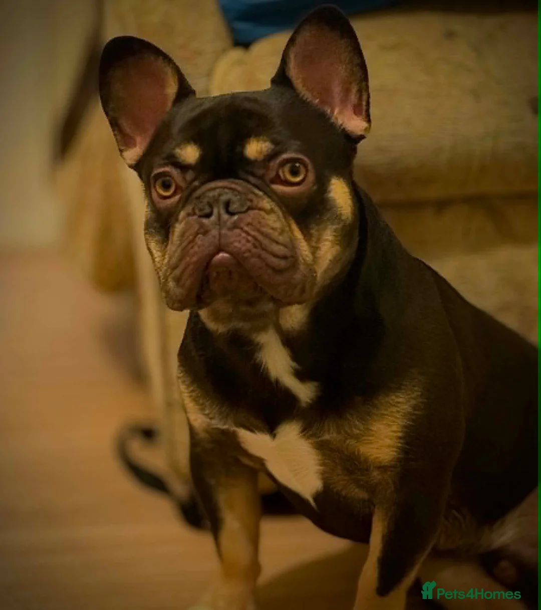 French Bulldog dogs for sale: Male frenchie  - Advert 4
