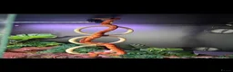 Corn Snake reptiles for sale: Corn snake with Viv for sale  - Advert 3