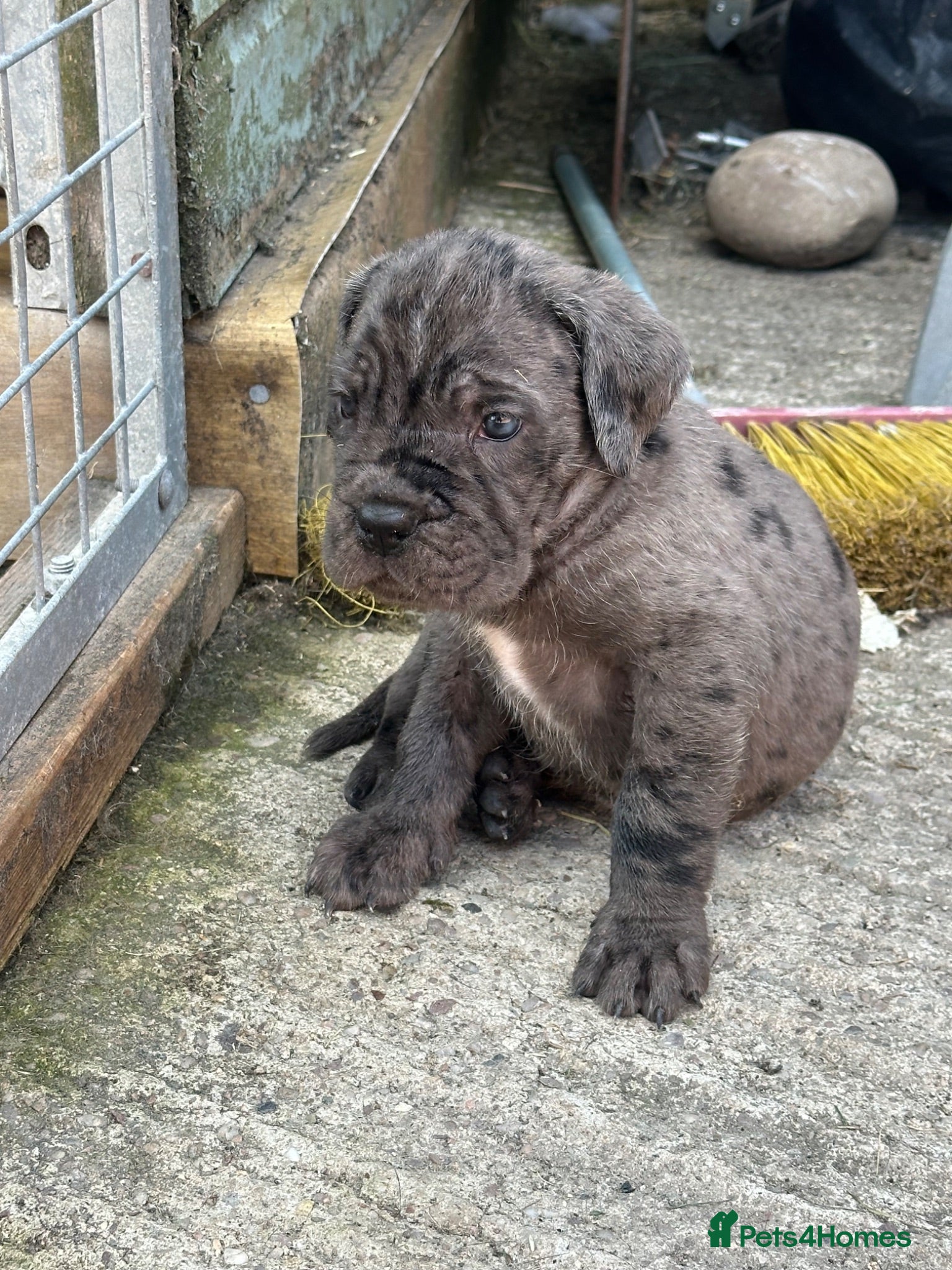 Cane Corso dogs Cane corso pups  - Advert 2