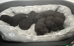 Bedlington Terrier dogs for stud: KC Registered Bedlington Terrier Stud in Ferryhill - Image 30