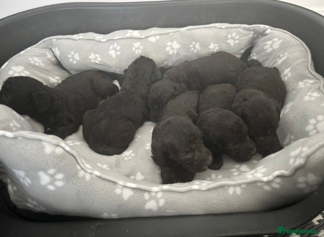 Bedlington Terrier dogs for stud: KC Registered Bedlington Terrier Stud in Ferryhill - Image 30