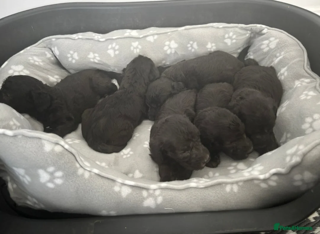 Bedlington Terrier dogs for stud: KC Registered Bedlington Terrier Stud in Ferryhill - Advert 30