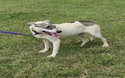 Mixed Breed dogs for adoption: Lotty (2) Norwich Norfolk  - Image 12