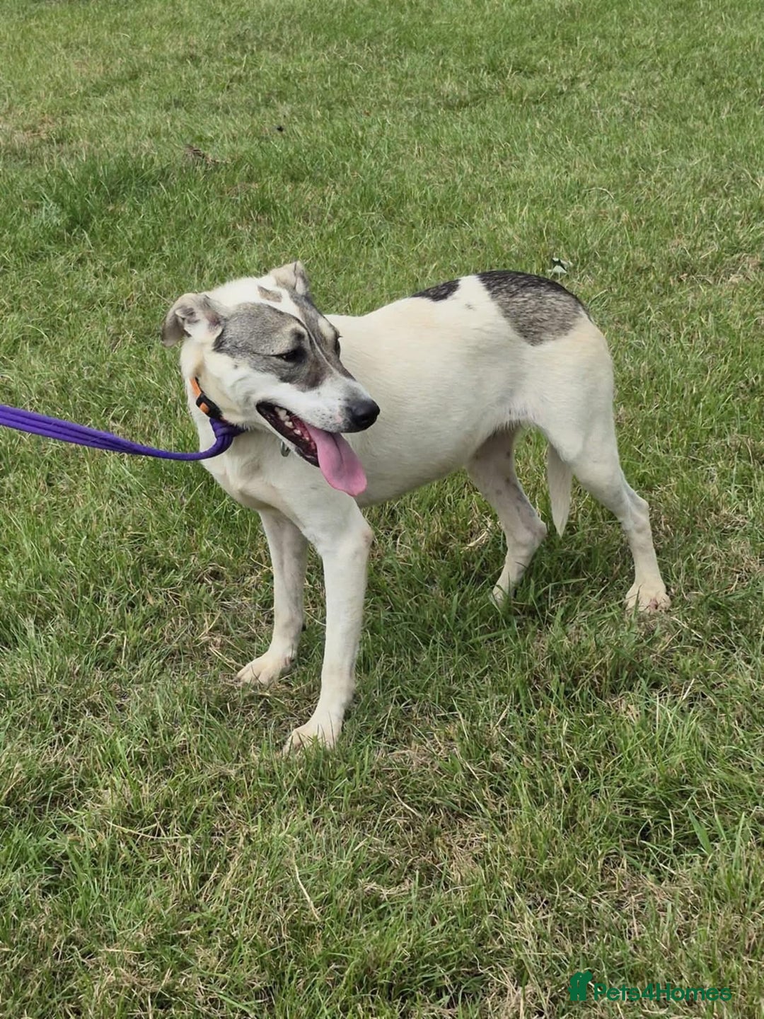 Mixed Breed dogs for adoption: Lotty (2) Norwich Norfolk  - Image 12