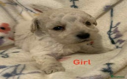 Poochon dogs for sale: F1 Poochon puppies  - Image 1