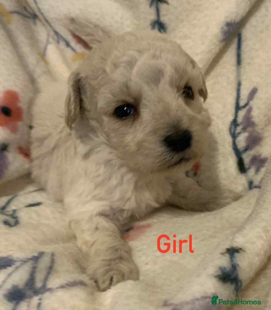 Poochon dogs for sale: F1 Poochon puppies  - Image 1