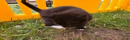Mixed Breed cats for sale: The little kittens are looking for new homes. - Advert 6