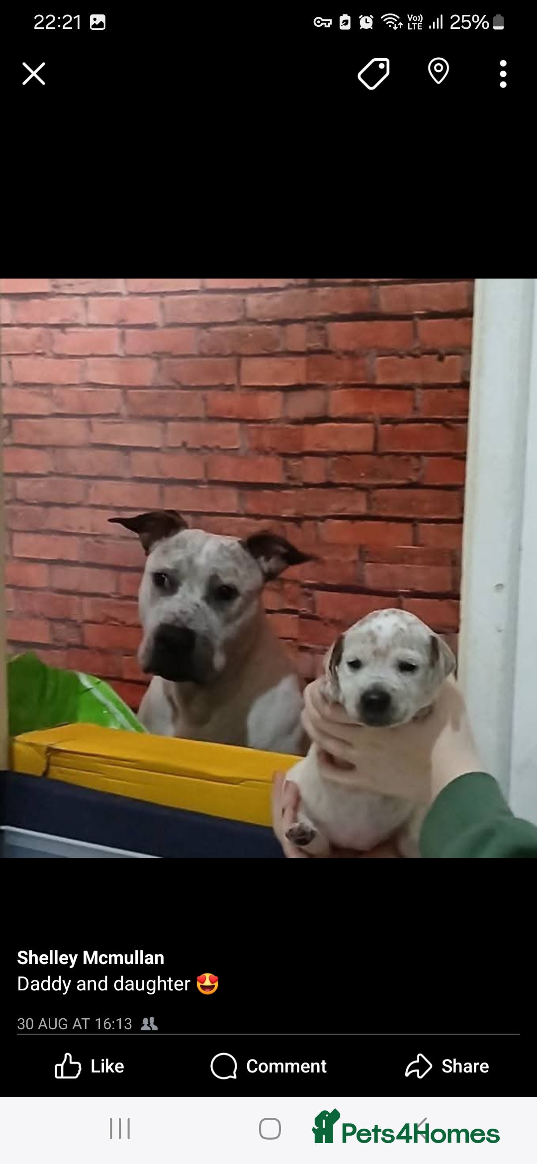 Mixed Breed dogs for sale: Beautiful puppies  - Image 4