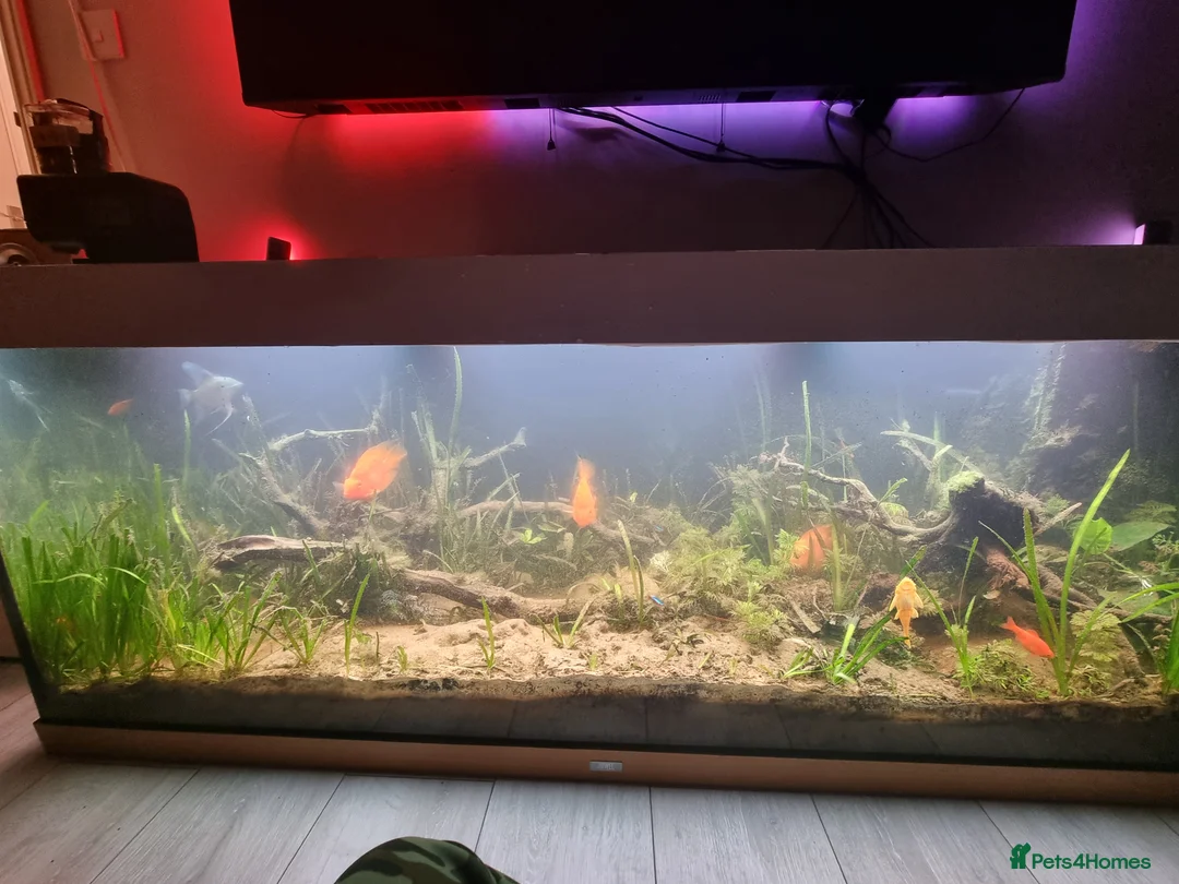 Cichlids fish for sale: Tropical fish - Advert 39
