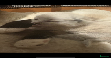 Ragdoll cats - Advert 7