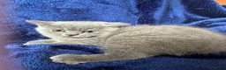 British Shorthair cats for sale: Champion pedigree bsh kittens cinnamon and lilac  - Advert 11