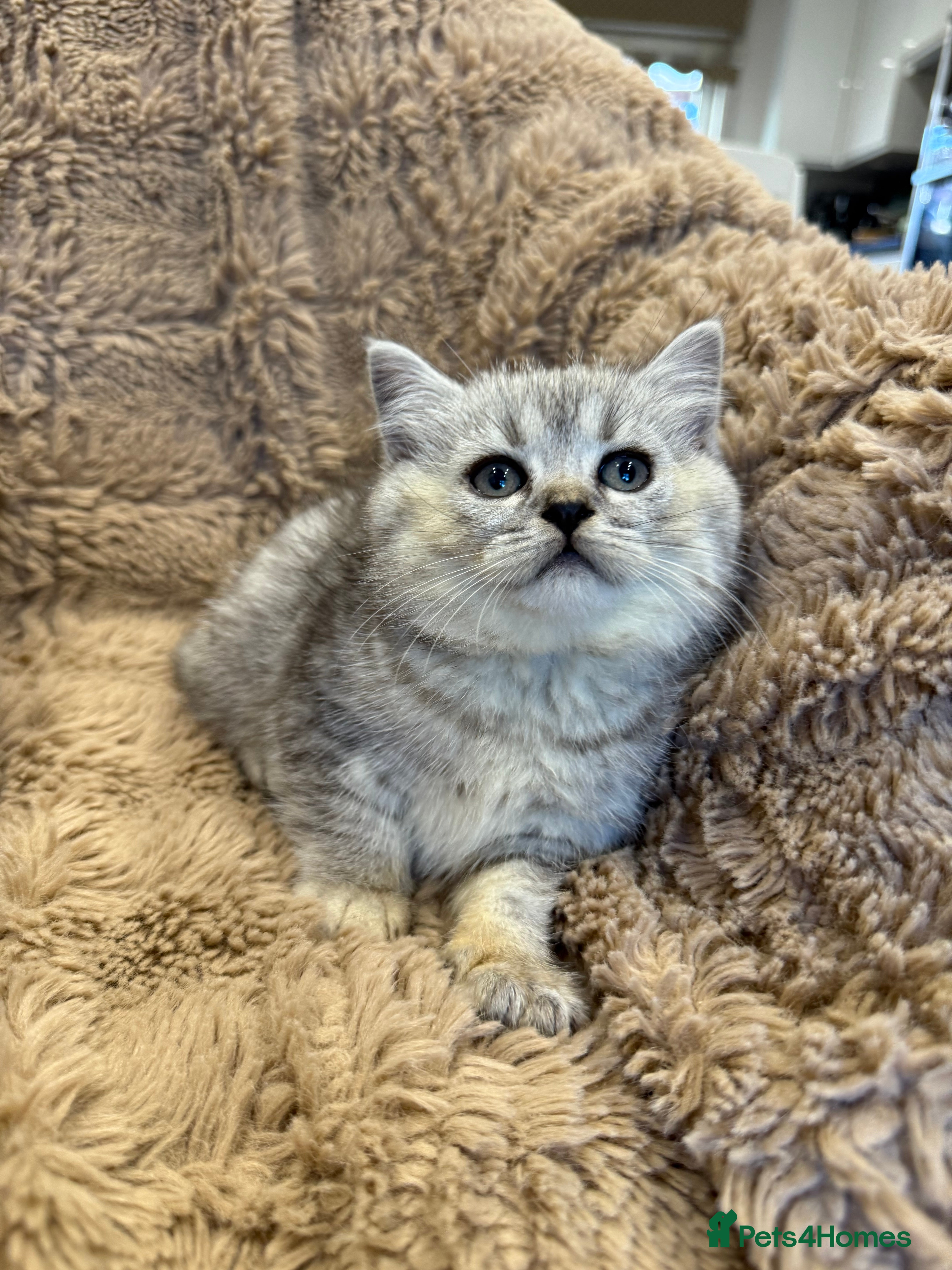 British Shorthair cats Adorable GCCF British Shorthair kittens - Advert 5