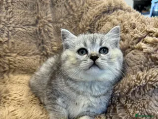 British Shorthair cats Adorable GCCF British Shorthair kittens - Advert 5