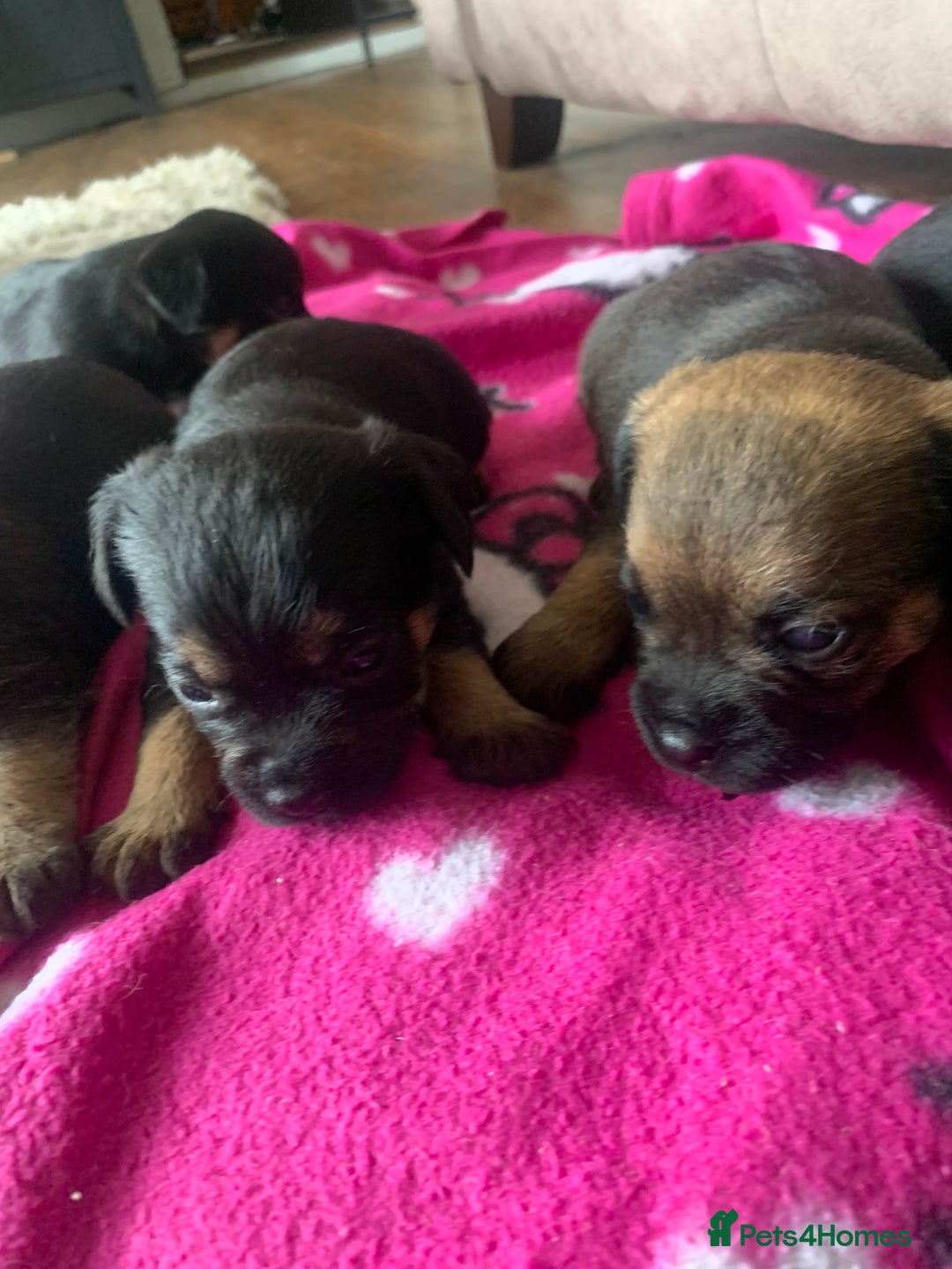 Border Terrier dogs for sale: Quality litter KC Border Terrier pups slem clear - Image 3
