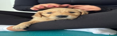Golden Retriever Puppy 3
