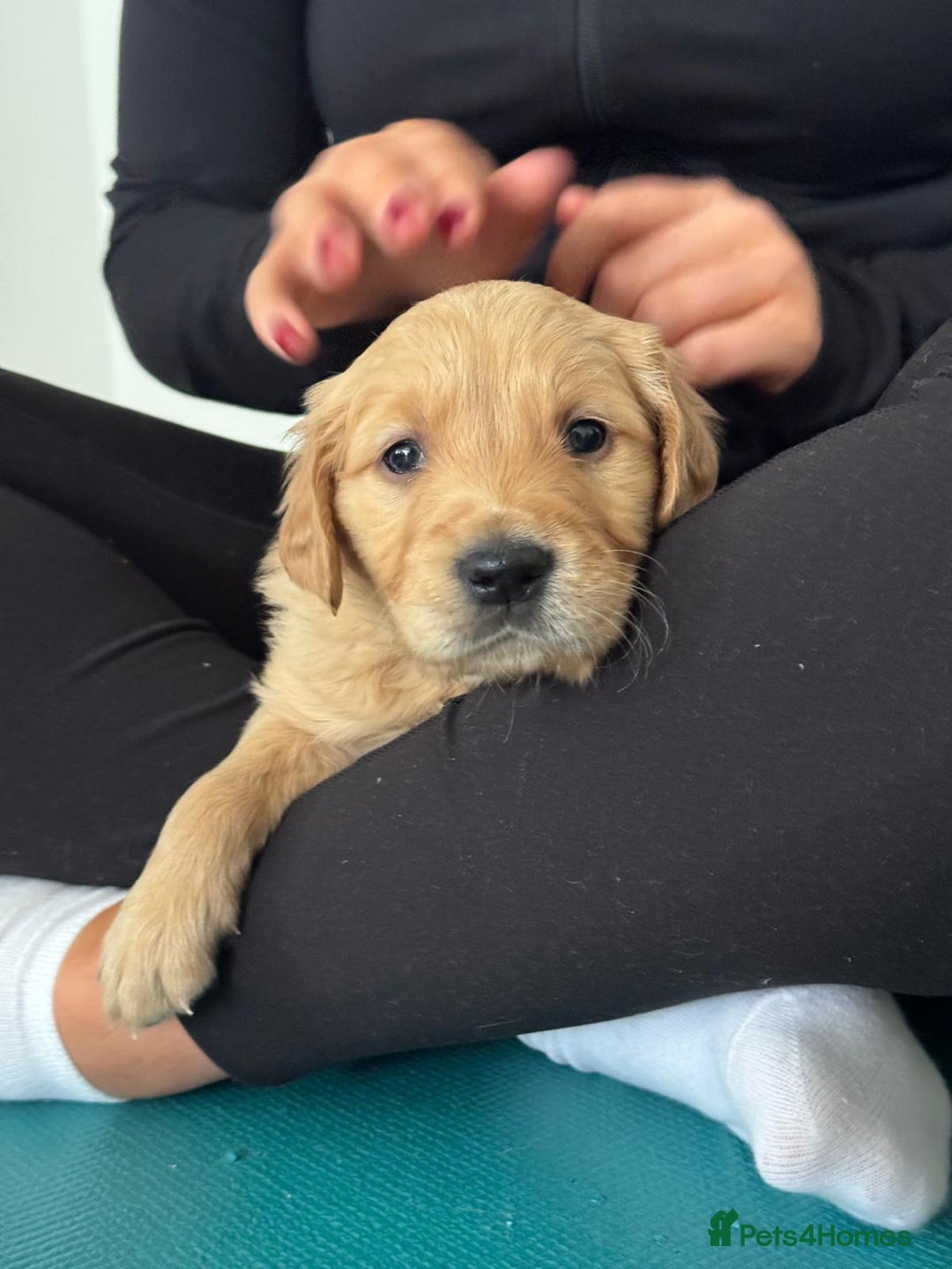 Golden Retriever dogs for sale: Working Line KC reg golden retriever puppies  - Advert 12