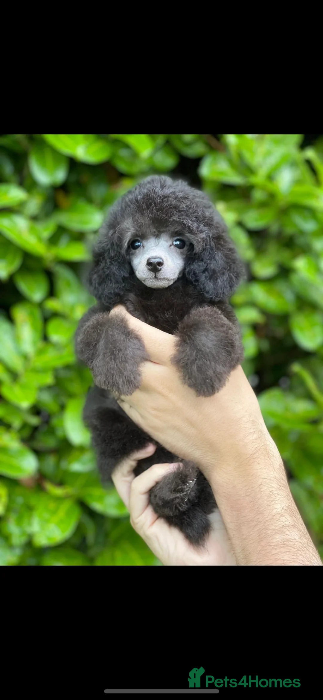Miniature Poodle dogs for stud: RUSSIAN IMPORTED MINI SILVER POODLE STUD in Wigan - Advert 7