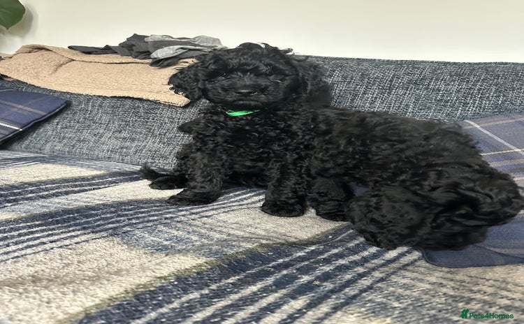 Labradoodle dogs - Advert 1