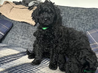 Labradoodle dogs - Advert 6