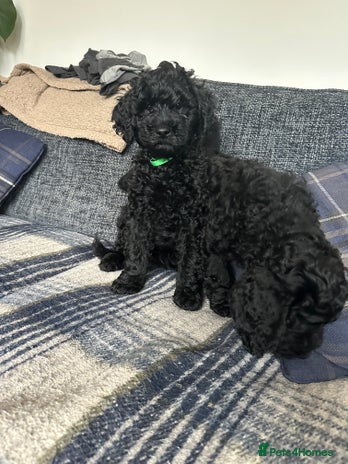 Labradoodle dogs - Advert 1