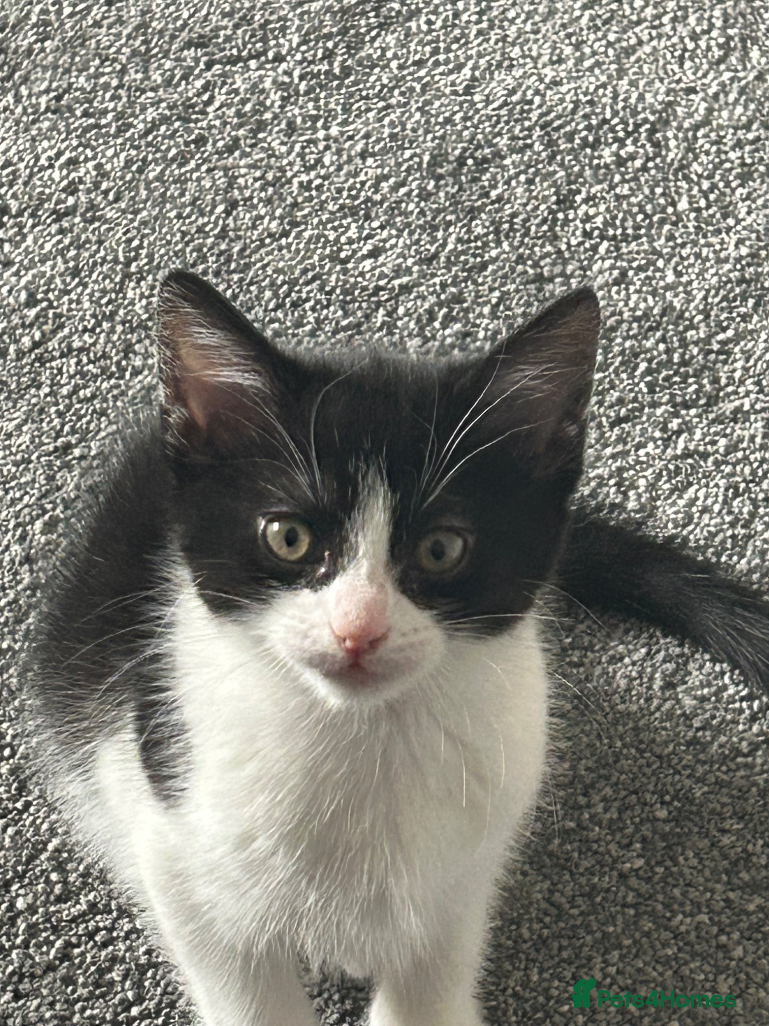 Mixed Breed cats Female black / white kitten - Advert 8
