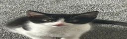 Mixed Breed cats for sale: Female black / white kitten - Advert 1