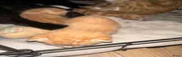 Mixed Breed cats for sale: Baby’s need a new loving home  - Advert 12
