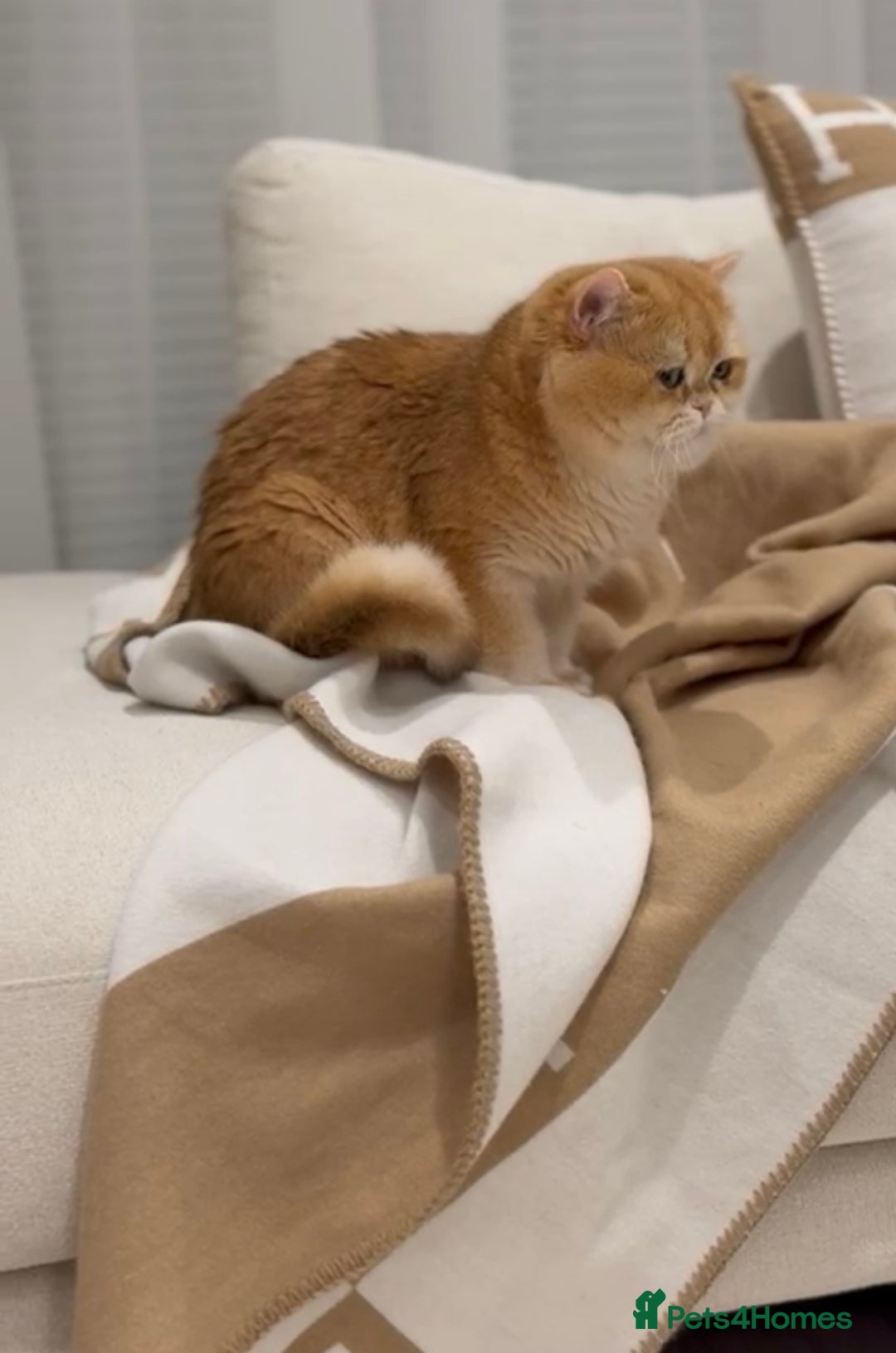 British Longhair cats for sale: STUNNINGLY BEAUTIFUL RARE GOLDEN BRITISH LONGAHIR  - Image 2