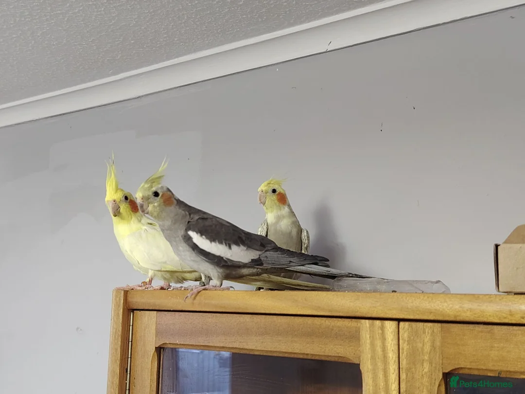 Cockatiels birds for sale: 3 Cockatiels, 1 grey male and 2 females  in Ipswich - Advert 2