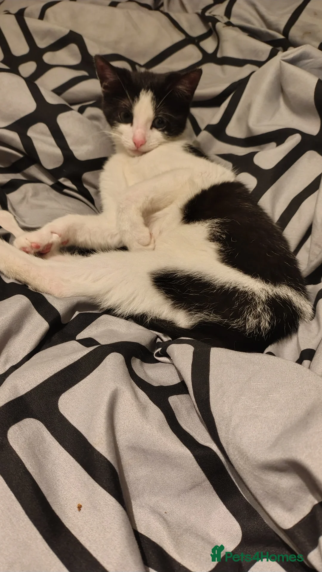 Mixed Breed cats for sale: Kitten for sale female  in Newcastle upon Tyne - Advert 1