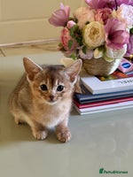Abyssinian cats Pure pedigree Tica registered Abyssinian kittens - Advert 3