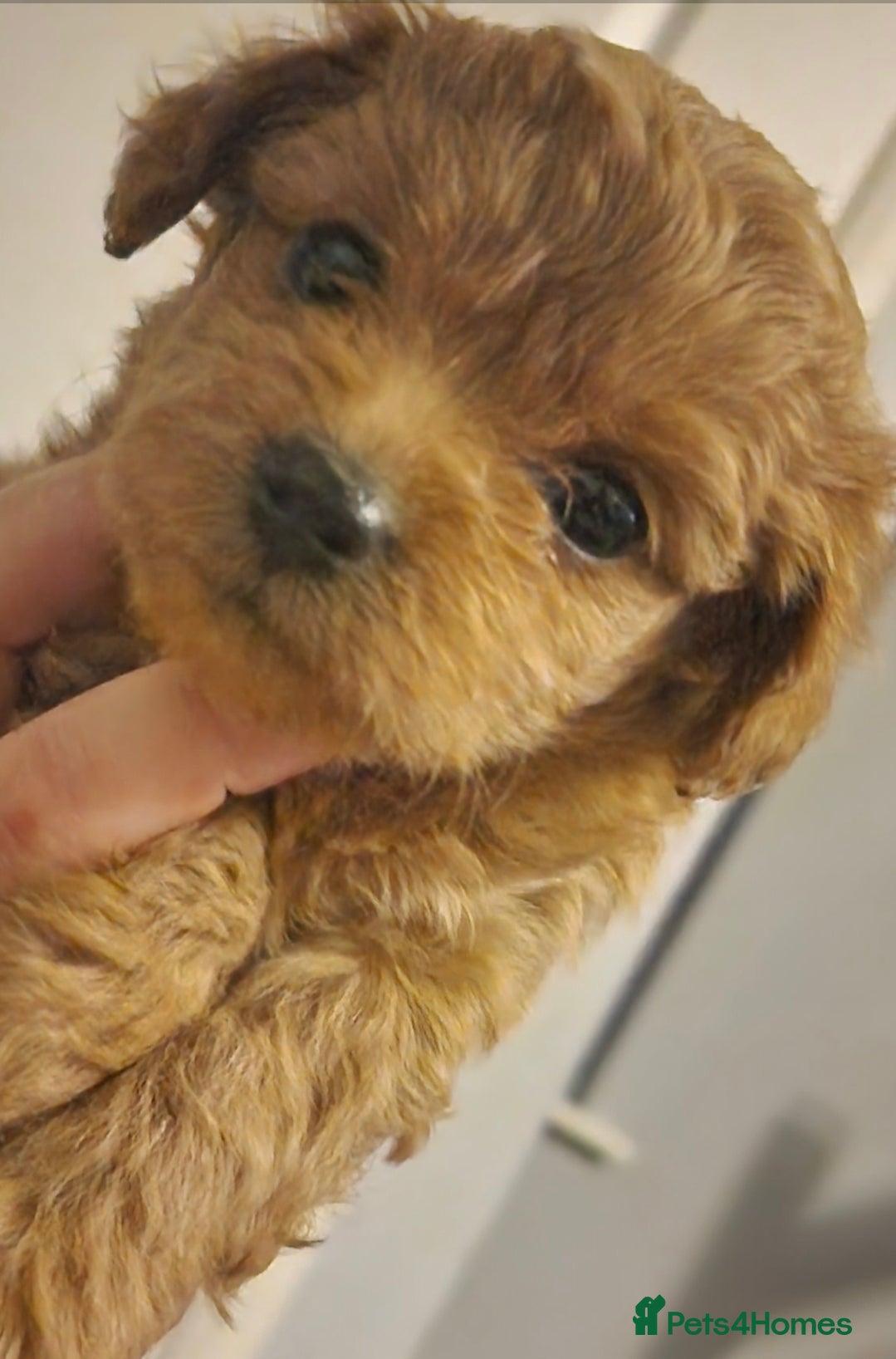 Chipoo dogs Asian chipoo  - Advert 13