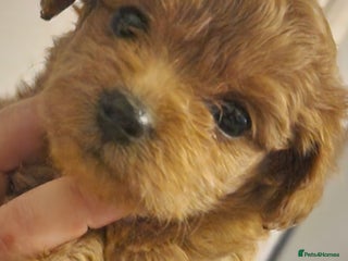 Chipoo dogs Asian chipoo - Advert 13