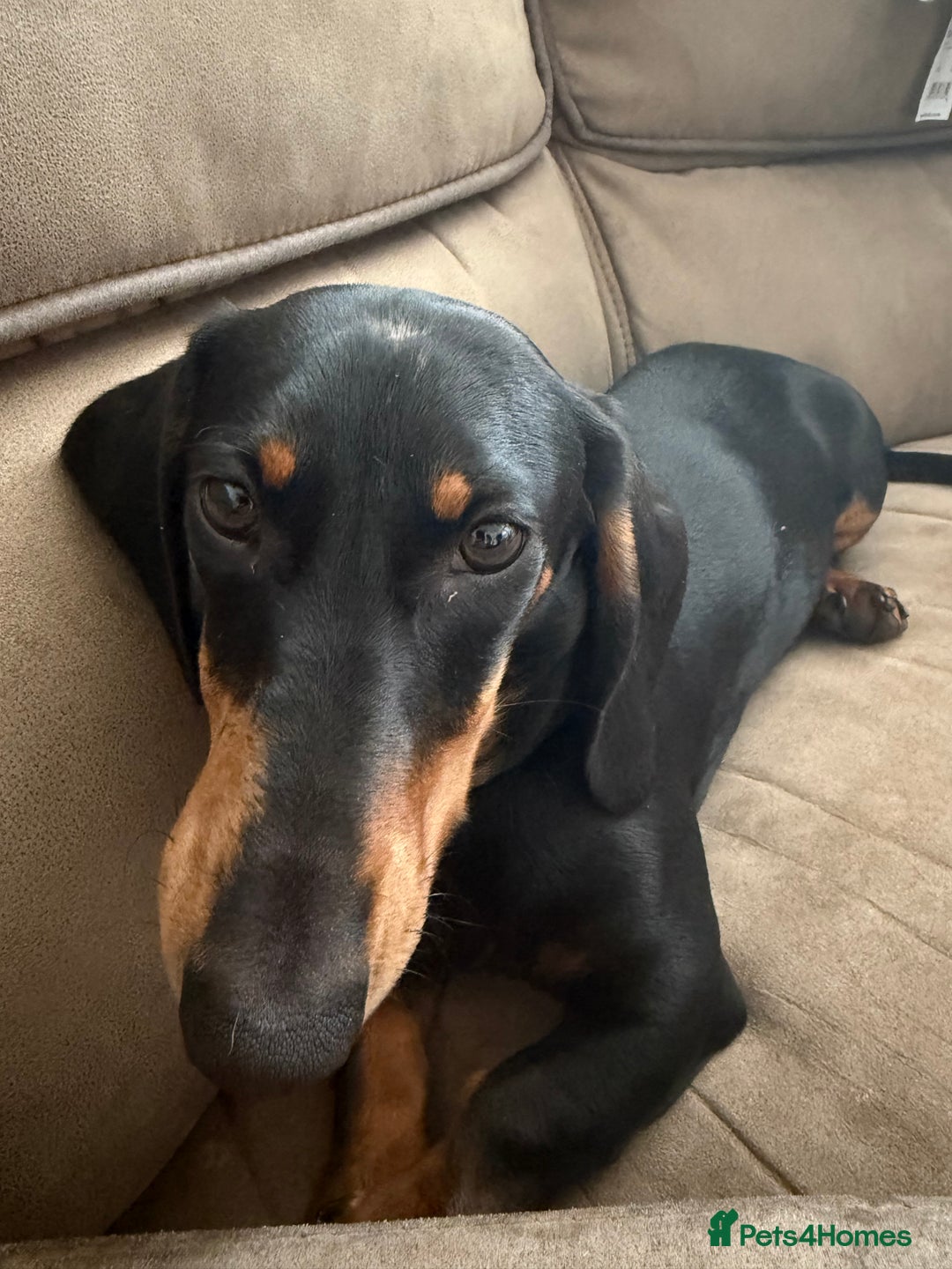 Dachshund dogs for sale: Dachshund 11 months old  - Advert 6