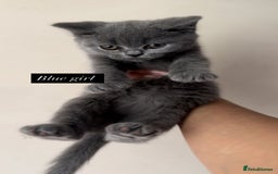 British Shorthair cats for sale: Colourpoint/ bicolour British shorthair kittens  - Image 6