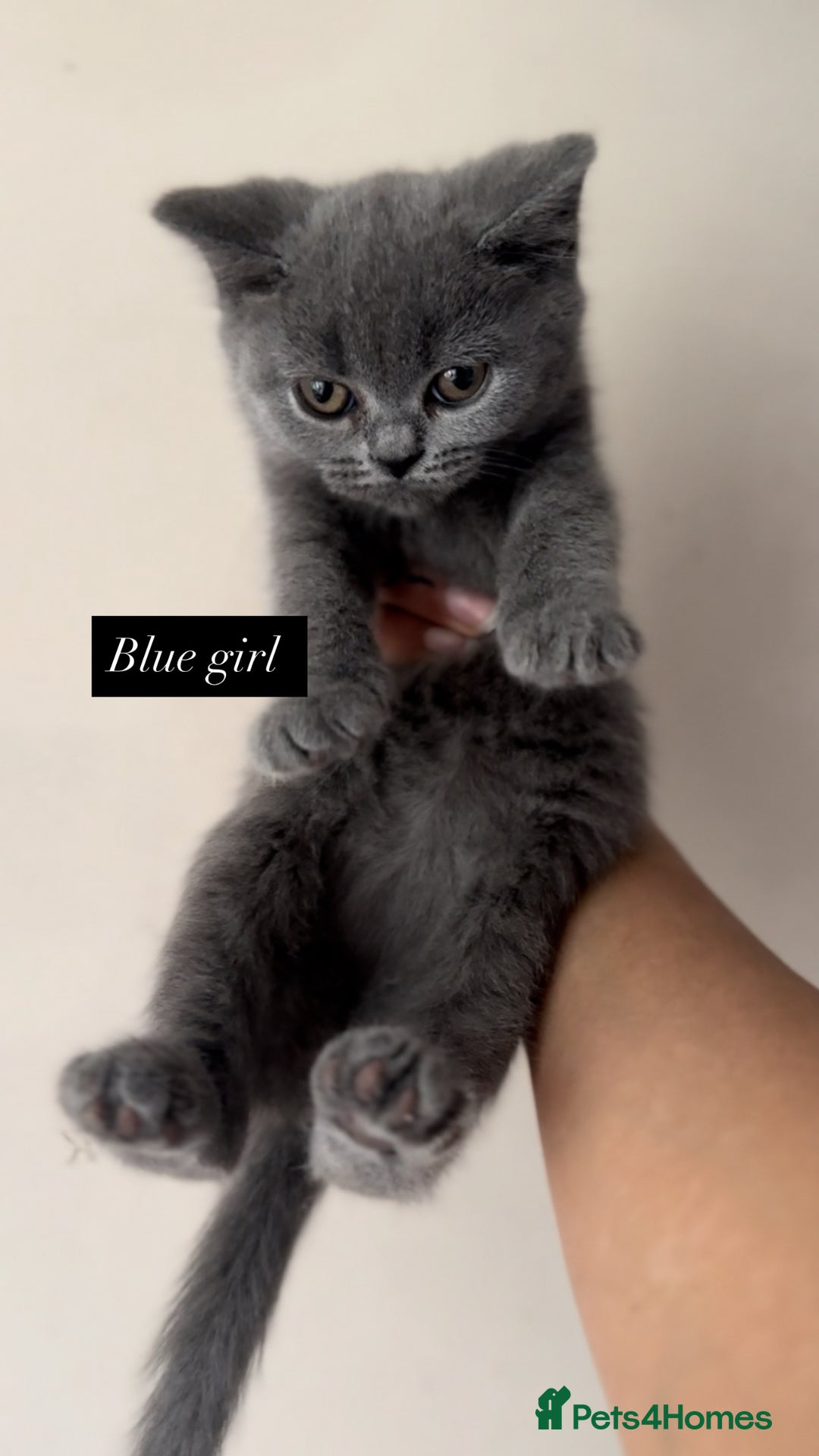 British Shorthair cats for sale: Colourpoint/ bicolour British shorthair kittens  - Image 6