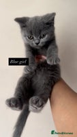 British Shorthair cats - Advert 8