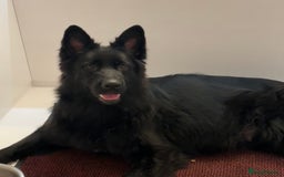 German Shepherd dogs for sale: STUNNING KC REG BLACK + SABLE LONG COATED PUPPIES - Image 8