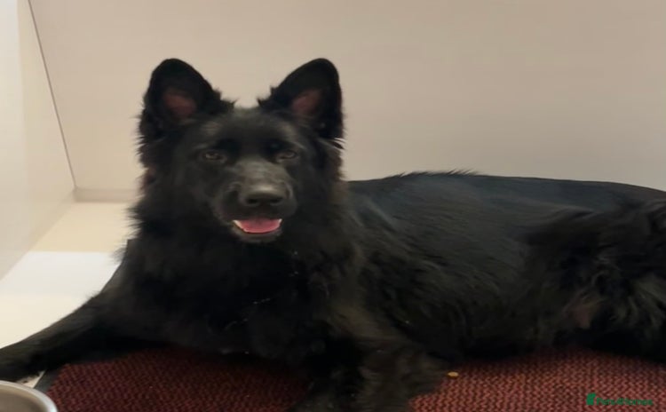 German Shepherd dogs - Advert 3