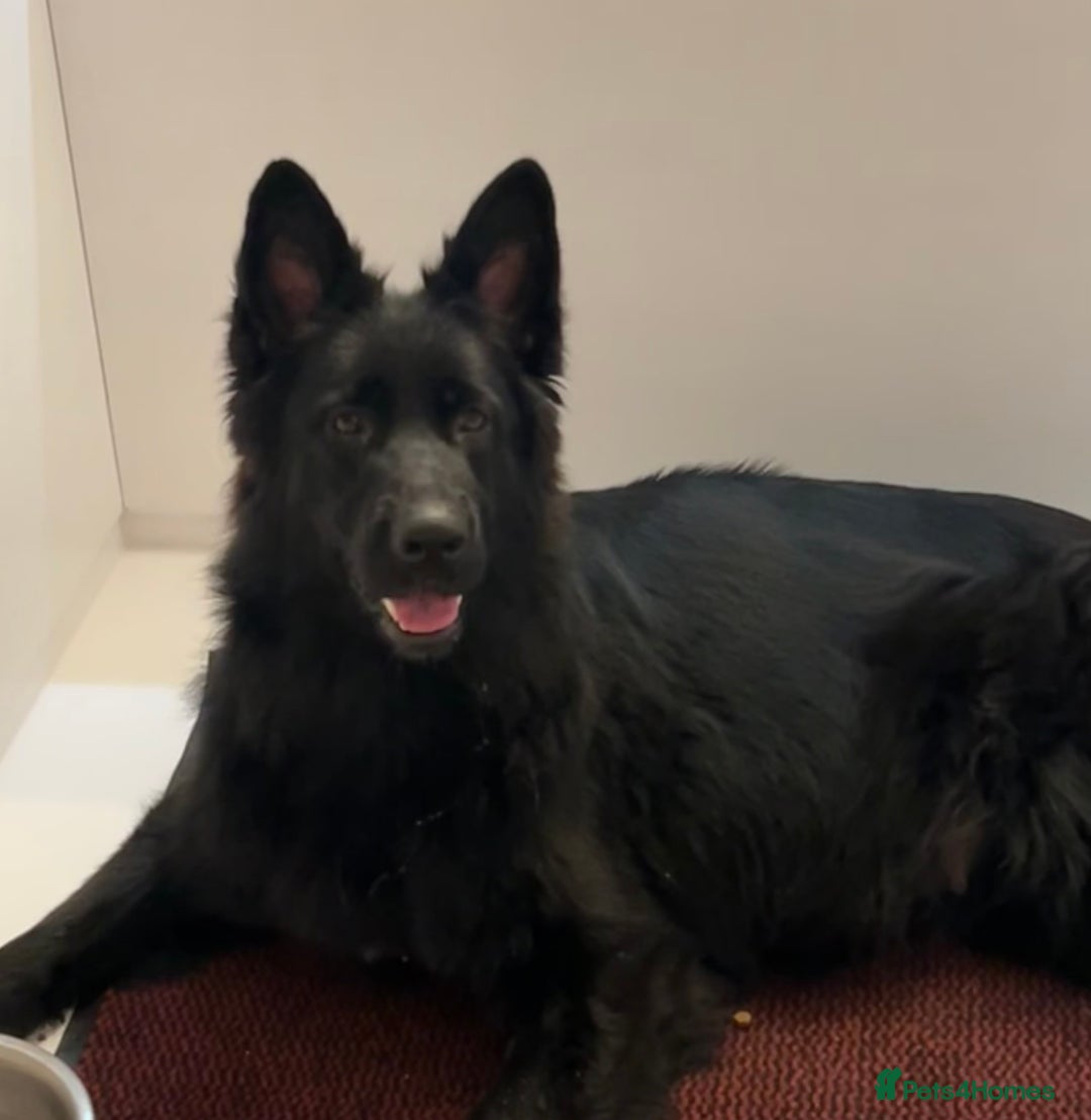 German Shepherd dogs for sale: STUNNING KC REG BLACK + SABLE LONG COATED PUPPIES - Image 8