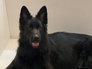 German Shepherd dogs - Advert 28