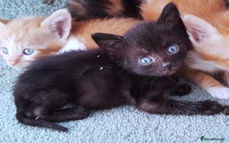 Mixed Breed cats for sale: Gorgeous adorable playful friendly kittens  - Image 9
