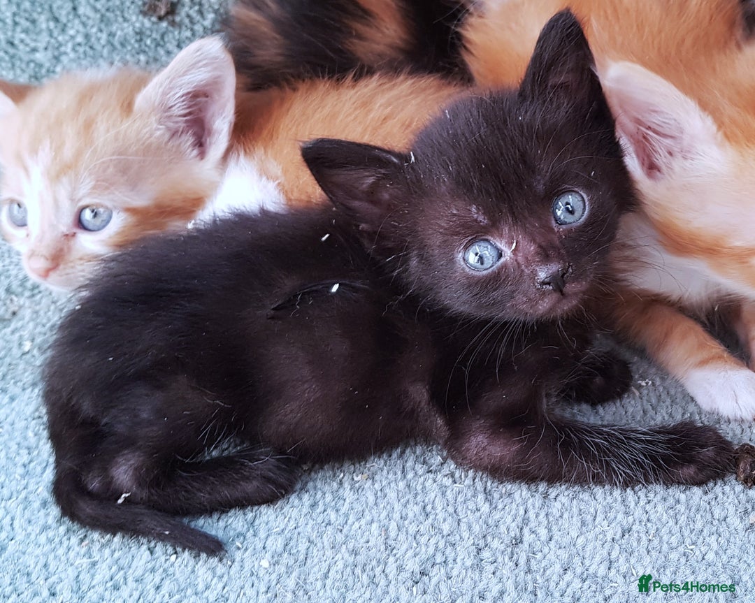 Mixed Breed cats for sale: Gorgeous adorable playful friendly kittens  - Image 9